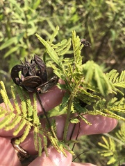 Desmanthus illinoensis