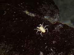 Munidopsis polymorpha