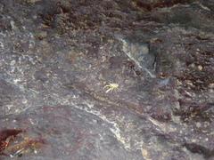 Munidopsis polymorpha