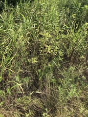 Desmanthus illinoensis