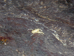 Munidopsis polymorpha