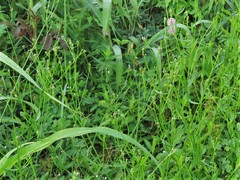 Verbena montevidensis