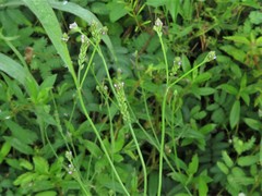 Verbena montevidensis