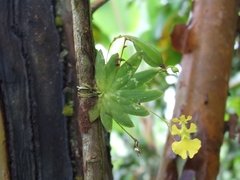 Erycina pumilio