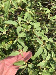 Croton monanthogynus