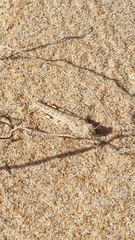 Sphingonotus imitans