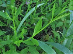 Verbena montevidensis