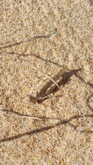 Sphingonotus imitans