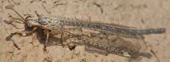 Clathroneuria