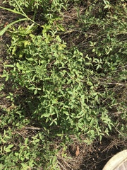 Croton monanthogynus