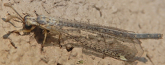 Clathroneuria