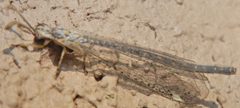 Clathroneuria