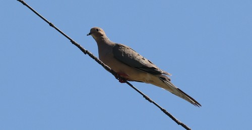 photo of Mourning Dove (Zenaida macroura)