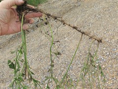 Verbena montevidensis