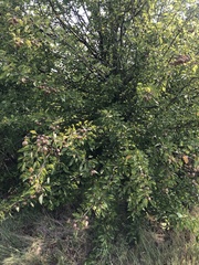 Pyrus calleryana