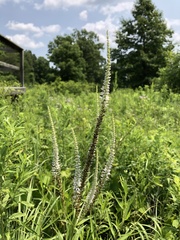 Veronicastrum virginicum