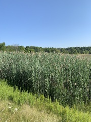 Phragmites australis australis