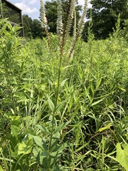 Veronicastrum virginicum