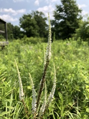 Veronicastrum virginicum