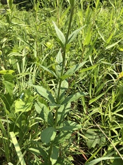 Veronicastrum virginicum