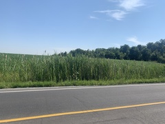 Phragmites australis australis