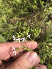 Stenaria nigricans