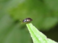 Brachypterus urticae