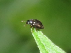 Brachypterus urticae