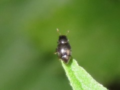 Brachypterus urticae