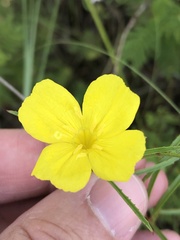 Oenothera berlandieri