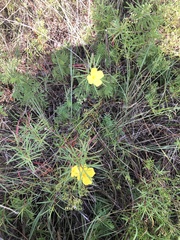 Oenothera berlandieri