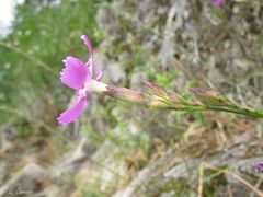 Dianthus langeanus