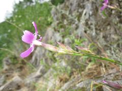Dianthus langeanus