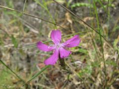 Dianthus langeanus