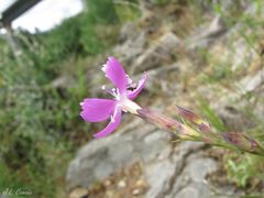 Dianthus langeanus