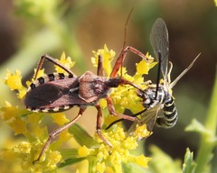 Rhynocoris erythropus
