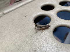 Orthoptera