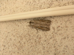 Oncocnemidinae