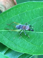 Phyllopalpus pulchellus