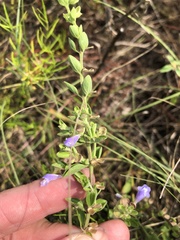 Scutellaria drummondii