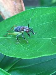 Phyllopalpus pulchellus