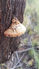 Fomitopsis schrenkii