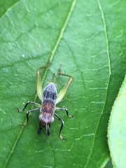 Phyllopalpus pulchellus