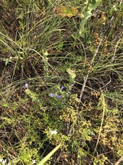 Scutellaria drummondii