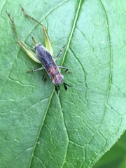 Phyllopalpus pulchellus