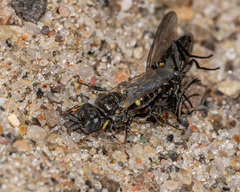 Oxybelus bipunctatus