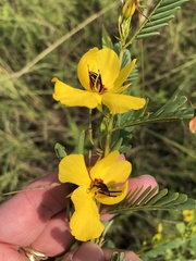Chamaecrista fasciculata
