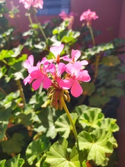 Pelargonium × hybridum