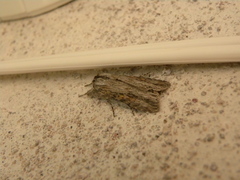 Oncocnemidinae