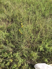 Chamaecrista fasciculata